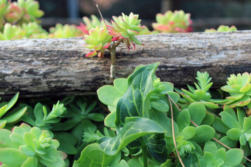 Composizione di legno e foglie verdi