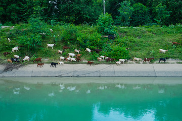 Herd of Goats walk to find eating around the .Irrigation canal