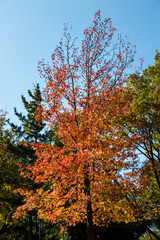 Autumn leaves in Tama Central Park / Tama  City, Tokyo, Japan