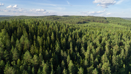 Aerial view of beautiful fir forest. Sunny summer day and blue sky. © raland