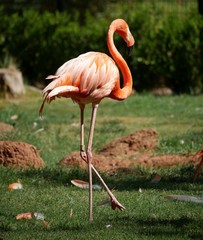 American flamingo walking away on a grassy patch
