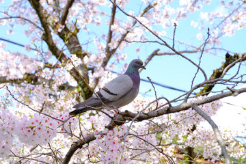 One Columbidae or Columba livia bird hold on sakura cherry blossoms in soft pink color branch ,focus close up to one rock pigeon bird on sakura tree in park, Japan. 