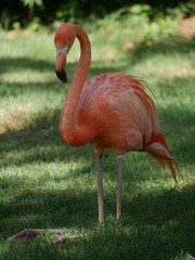 American flamingo standing on a grassy patch with head bent