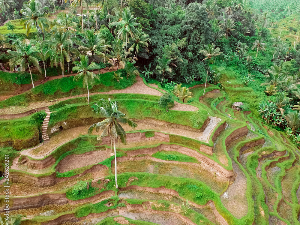 Wall mural rice paddies and forests on bali, the view from the top