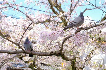Two columbidae or Columba livia birds hold on sakura cherry blossoms branch , focus close up to two rock pigeon birds nice posture on sakura tree in park, Japan.