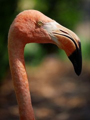 Close up sideview shot of an American flamingo’s neck and head, with beak pointed down, in blurry background