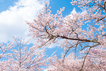 Sakura cherry blossoms tree branches against blue sky and clouds background, sun shine in morning sunny day to sakura tree. Beautiful pink flowers in spring season in Japan.