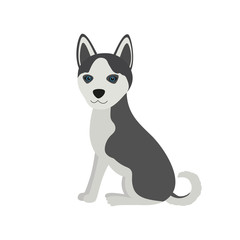 Cute Siberian Husky Purebred sit front view dog, vector illustration.