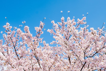 Sakura cherry blossoms branches tree against blue sky background, sakura turn to soft pink color in sunny day and sun shine in morning. Beautiful pink flowers in spring season in Japan. © P. Lesley