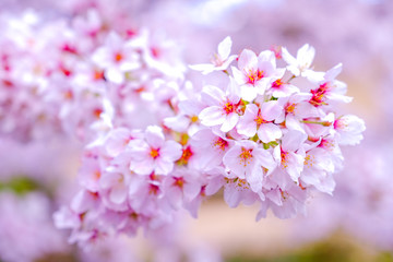 Cherry blossoms sakura branch blooming in sunshine day ,sakura petal in soft pink freshness and nice design flower background in spring season in Japan.