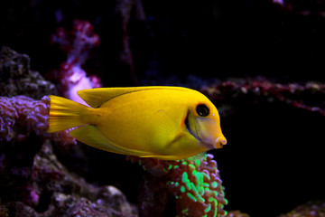 Lemon Tang aka Chocolate tang (Acanthurus sp.) 