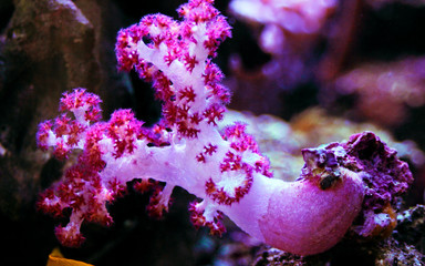Fototapeta premium Koral goździków (Dendronephthya sp.)