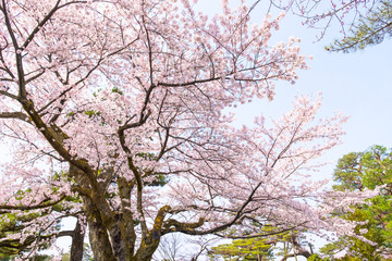 Sakura cherry blossoms tree in garden against sunny sky background ,sakura turn soft  pink full bloom in sunshine day in spring season in outdoor park ,Japan.