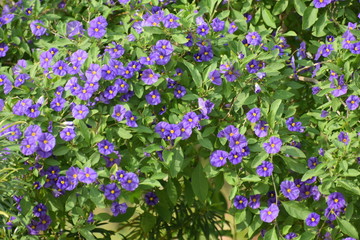 Obraz premium Cyprus summer flower