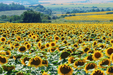 Many fields with blooming sunflowers on summer sunny day, shallow depth of field; Typical Picturesque Ukrainian farm landscape