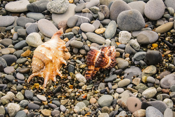 two prickly sea shells, interesting shapes on the seashore