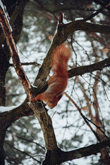 squirrel on tree