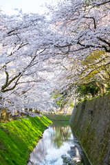 Sakura cherry blossoms trees on small Japanese stone canal next to walking way, many sakura trees and green trees on path way,sakura branch pink flower trees along canal and riverside in Japan.