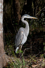 Great Blue Heron at Stumpy Lake_1