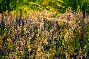meadow, field, trees, grass, sunset, sun, glare, nature, landscape, walk