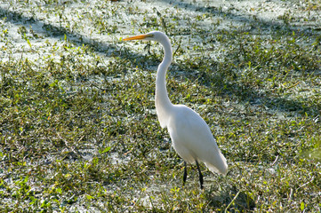 White heron at Stumpy Lake