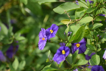 Cyprus summer flower