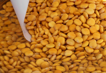 Lupinus albus commonly known as the white lupin or field lupine