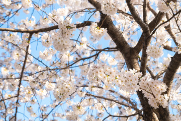 White sakura color tree on sky background ,bright and against sun shine ,sakura cherry blossoms in white color turn full bloom in spring season, soft color flora in sunny day in Japan.