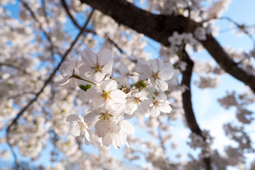 Obraz premium Sakura cherry blossom branch in pink color on sakura trunk background in spring,Japan. 