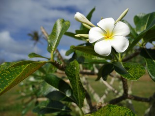 Wide shot of a white plumeria with yellow center with green leaves in the background