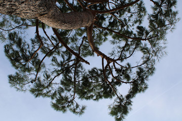 Rami e foglie di pino con cielo azzurro
