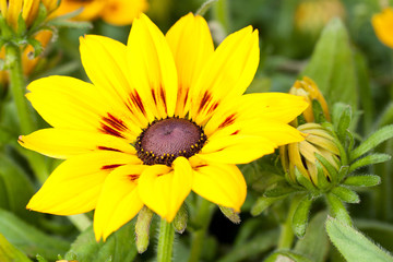 beautiful bright yellow flower of rudbeckia, adorning the summer park or garden