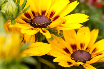 beautiful bright yellow flowers of rudbeckia, adorning the summer park or garden