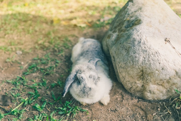 The cute rabbit is resting in the afternoon.