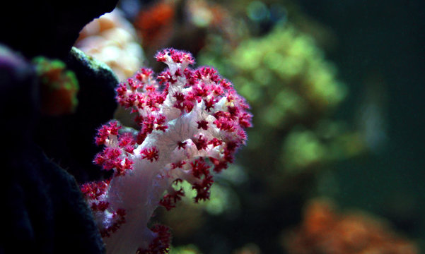 Carnation Tree Coral (Dendronephthya sp.) 