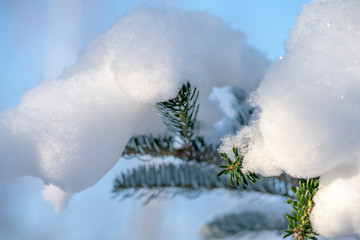 Korean fir is under a huge snow caps
