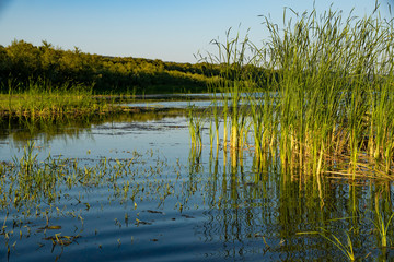 river, river ditches, water, trees, grass, plants, blue, sky, observation, walk, rest