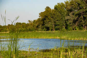 river, river ditches, water, trees, grass, plants, blue, sky, observation, walk, rest