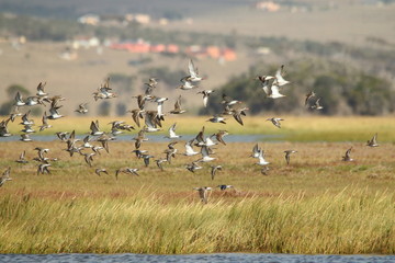 Fototapeta na wymiar Migrant waders in flight over an estuary in southern Africa where they spend summer.