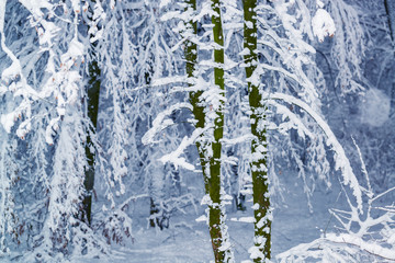 Snow covered trees after heavy snowfall.