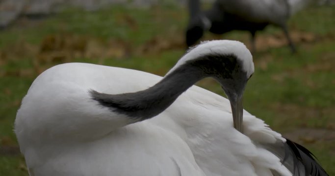 Close up of head of red-crowned crane. Camera tiltlts down as the crane brings beak down near tail and begins to groom its feathers.