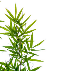bamboo leaves on a white background