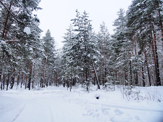 Road in winter forest. Christmas trees and pines covered with snow.