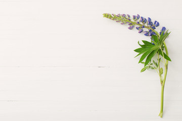 lupine on white wooden background