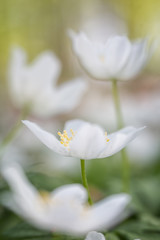 Wood anemone white wild flower soft focus