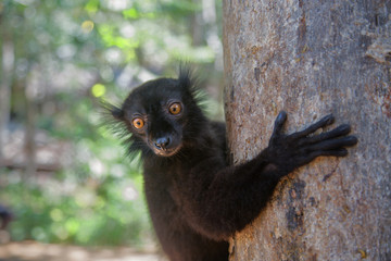 A black lemur sits on a tree in the jungle of Nosy Be Island