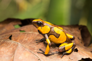 yellow and brown harlequin poison dart frog, this small dartfrog is an animal from the rain forest of COlombia