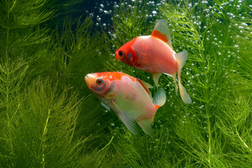  Koi fish background plants