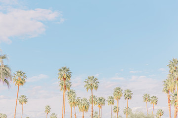 Palm trees in Palm Springs