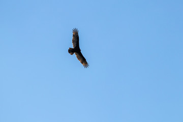 Vulture in flight